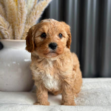 Load image into Gallery viewer, BEAU - Male Toy Cavoodle - Ready 7th Sept