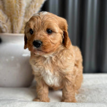 Load image into Gallery viewer, BEAU - Male Toy Cavoodle - Ready 7th Sept