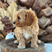 Load image into Gallery viewer, BEAU - Male Toy Cavoodle - Ready 7th Sept NOW