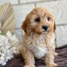 Load image into Gallery viewer, BEAU - Male Toy Cavoodle - Ready for Home NOW