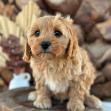 Load image into Gallery viewer, BEAU - Male Toy Cavoodle - Ready 7th Sept NOW