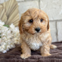 Load image into Gallery viewer, BEAU - Male Toy Cavoodle - Ready for Home NOW
