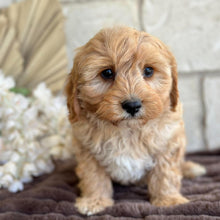 Load image into Gallery viewer, BEAU - Male Toy Cavoodle - Ready for Home NOW