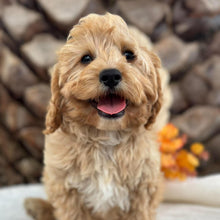 Load image into Gallery viewer, BEAU - Male Toy Cavoodle - Ready for Home NOW