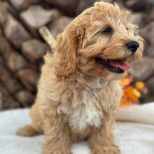 Load image into Gallery viewer, BEAU - Male Toy Cavoodle - Ready for Home NOW