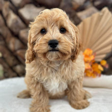 Load image into Gallery viewer, BEAU - Male Toy Cavoodle - Ready for Home NOW
