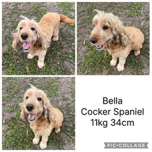 Load image into Gallery viewer, BUDDY - Male Mini Spoodle - Ready 27th Aug