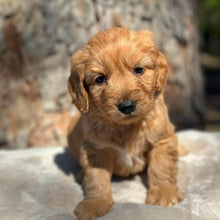 Load image into Gallery viewer, BENNY - Male Mini Groodle - Ready 1st August