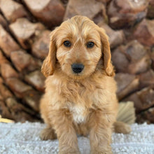 Load image into Gallery viewer, 💙BENNY - Male Mini Groodle - Ready Now