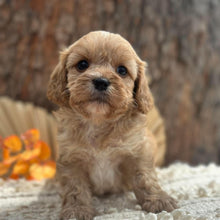 Load image into Gallery viewer, BENNY - Male Toy Cavoodle - Ready 11th Nov