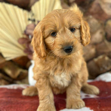 Load image into Gallery viewer, BENNY - Male Mini Groodle - Ready 1st August