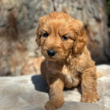 Load image into Gallery viewer, BENNY - Male Mini Groodle - Ready 1st August