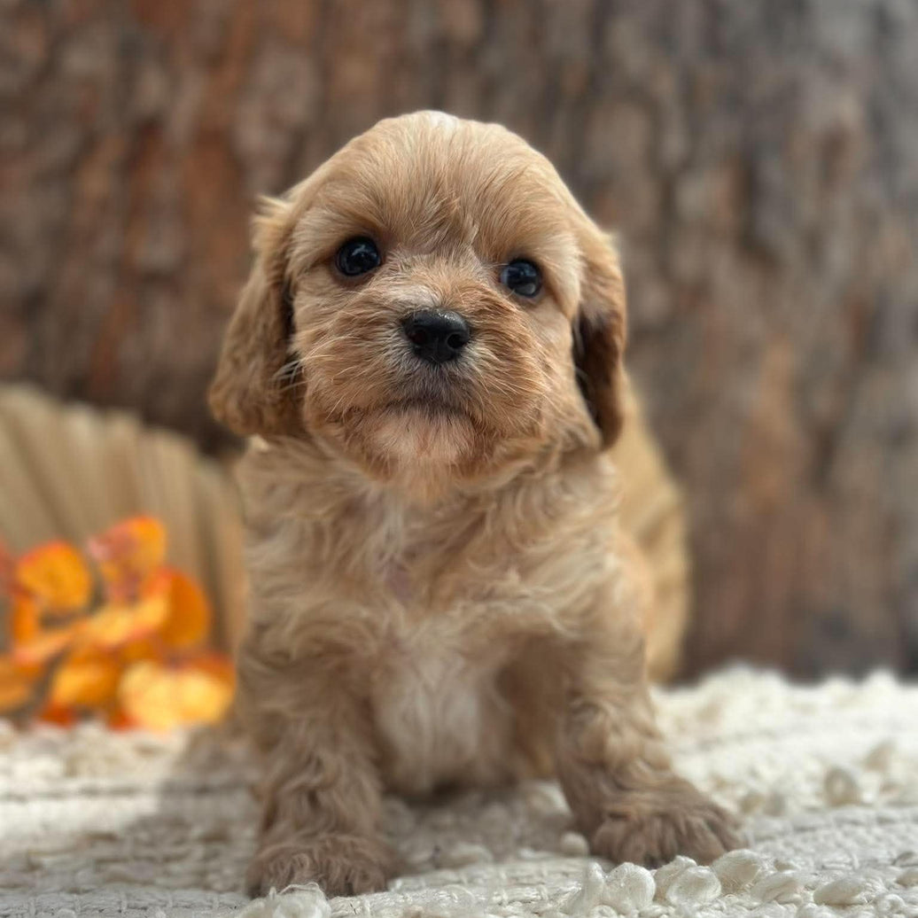 BENNY - Male Toy Cavoodle - Ready 11th Nov