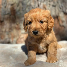 Load image into Gallery viewer, BENNY - Male Mini Groodle - Ready 1st August