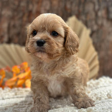 Load image into Gallery viewer, BENNY - Male Toy Cavoodle - Ready 11th Nov