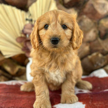 Load image into Gallery viewer, BENNY - Male Mini Groodle - Ready 1st August