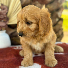 Load image into Gallery viewer, BENNY - Male Mini Groodle - Ready 1st August