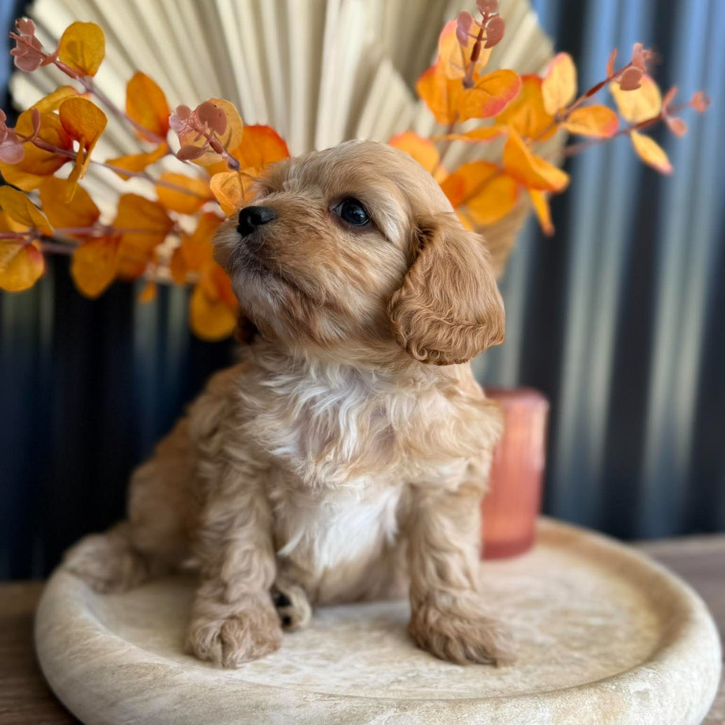 BENNY - Male Toy Cavoodle - Ready 11th Nov
