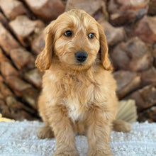 Load image into Gallery viewer, 💙BENNY - Male Mini Groodle - Ready Now
