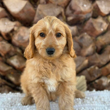 Load image into Gallery viewer, 💙BENNY - Male Mini Groodle - Ready Now