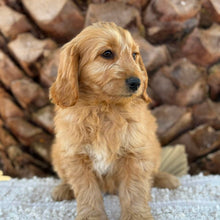 Load image into Gallery viewer, 💙BENNY - Male Mini Groodle - Ready Now