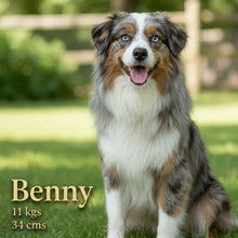Load image into Gallery viewer, BENTLEY - Male Mini American Doodle - Ready 16th August