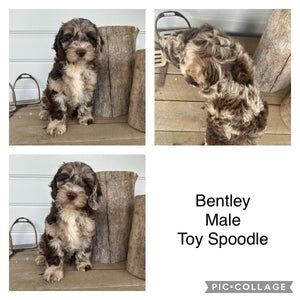 BENTLEY - Male Toy Spoodle - Ready Now
