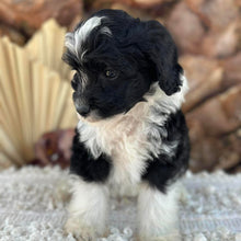 Load image into Gallery viewer, BENTLEY - Male Mini American Doodle - Ready 16th August