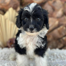 Load image into Gallery viewer, BENTLEY - Male Mini American Doodle - Ready 16th August