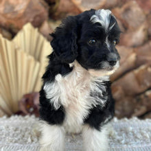 Load image into Gallery viewer, BENTLEY - Male Mini American Doodle - Ready 16th August