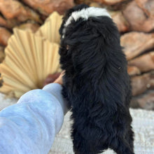 Load image into Gallery viewer, BENTLEY - Male Mini American Doodle - Ready 16th August