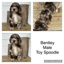 Load image into Gallery viewer, BENTLEY - Male Toy Spoodle - Ready Now