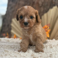 BERRY - Female Toy Cavoodle - Ready 11th Nov