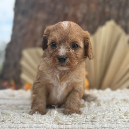BERRY - Female Toy Cavoodle - Ready 11th Nov