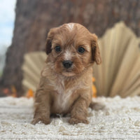 BERRY - Female Toy Cavoodle - Ready 11th Nov