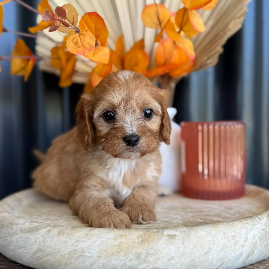 BERRY - Female Toy Cavoodle - Ready 11th Nov