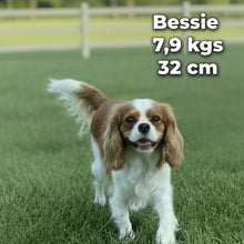 Load image into Gallery viewer, BLINKY - Male Toy Cavoodle - Ready Now