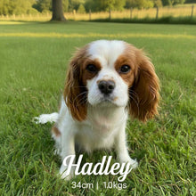 Load image into Gallery viewer, HOPE - Female Toy Cavoodle - Ready Now 🌟 Free Flight Offer 🌟