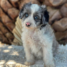 Load image into Gallery viewer, BINDI - Female Mini American Doodle - Ready 16th August