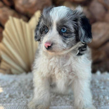 Load image into Gallery viewer, BINDI - Female Mini American Doodle - Ready 16th August