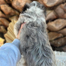 Load image into Gallery viewer, BINDI - Female Mini American Doodle - Ready 16th August