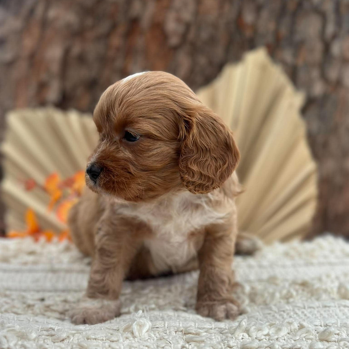 BINGLEY - Male Toy Cavoodle - Ready 11th Nov