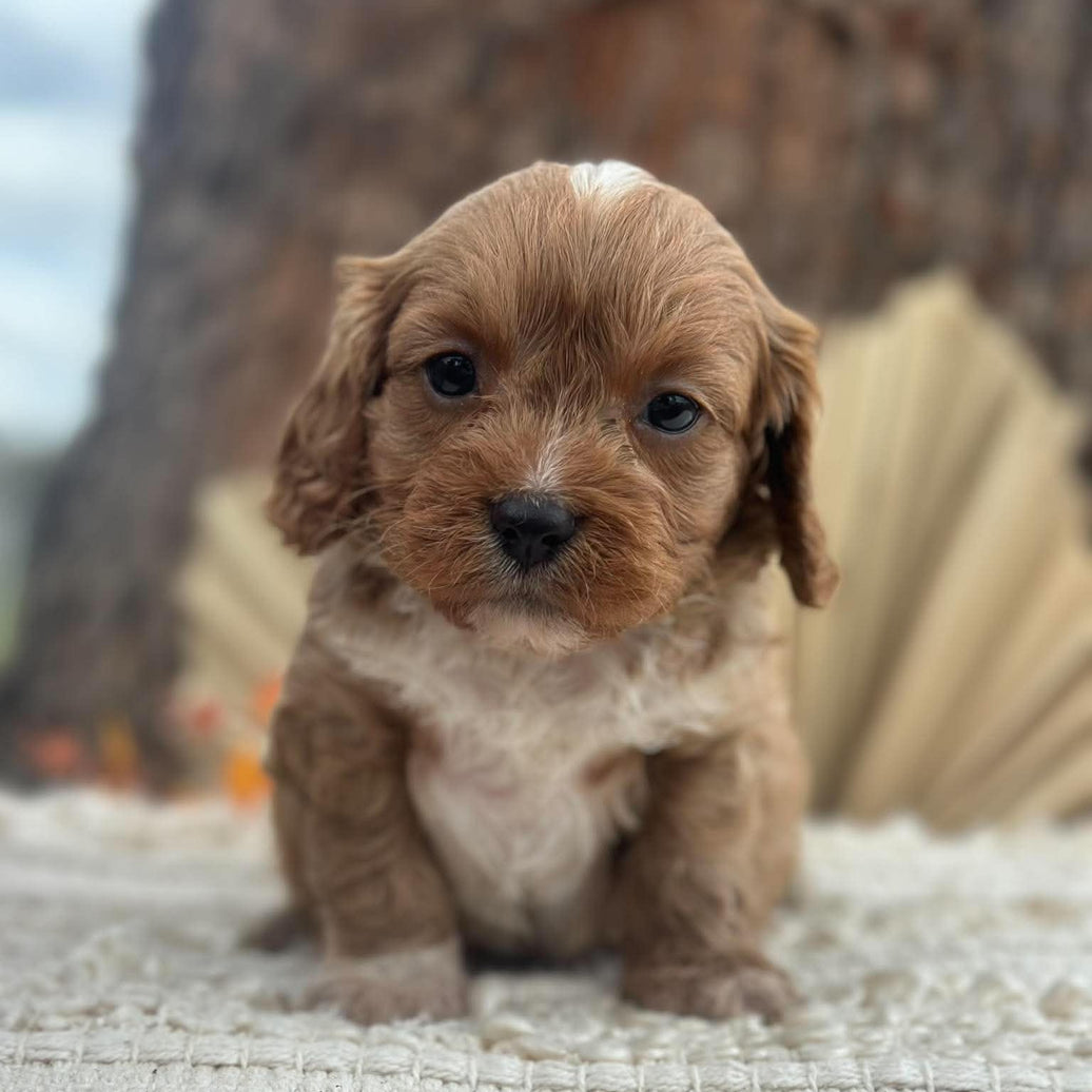 BINGLEY - Male Toy Cavoodle - Ready 11th Nov