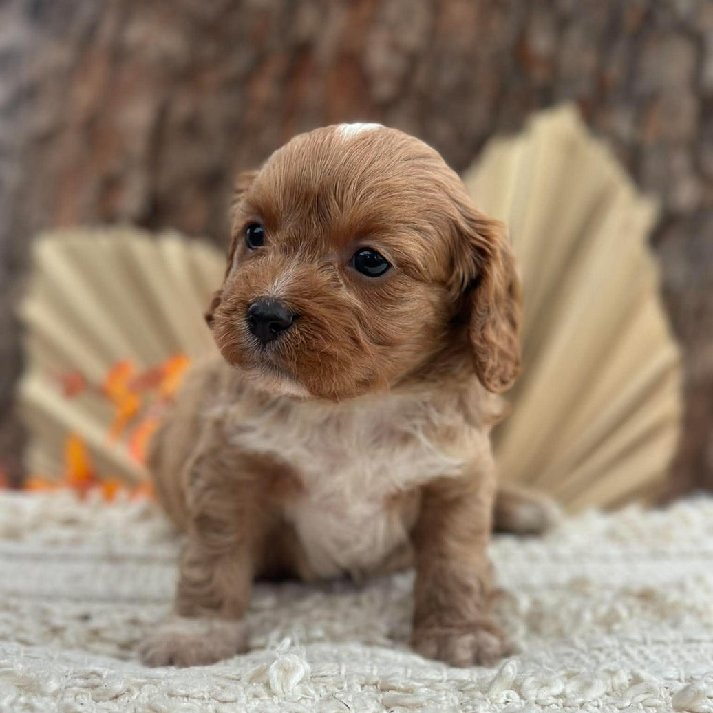 BINGLEY - Male Toy Cavoodle - Ready 11th Nov