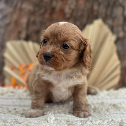BINGLEY - Male Toy Cavoodle - Ready 11th Nov