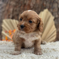 BINGLEY - Male Toy Cavoodle - Ready 11th Nov
