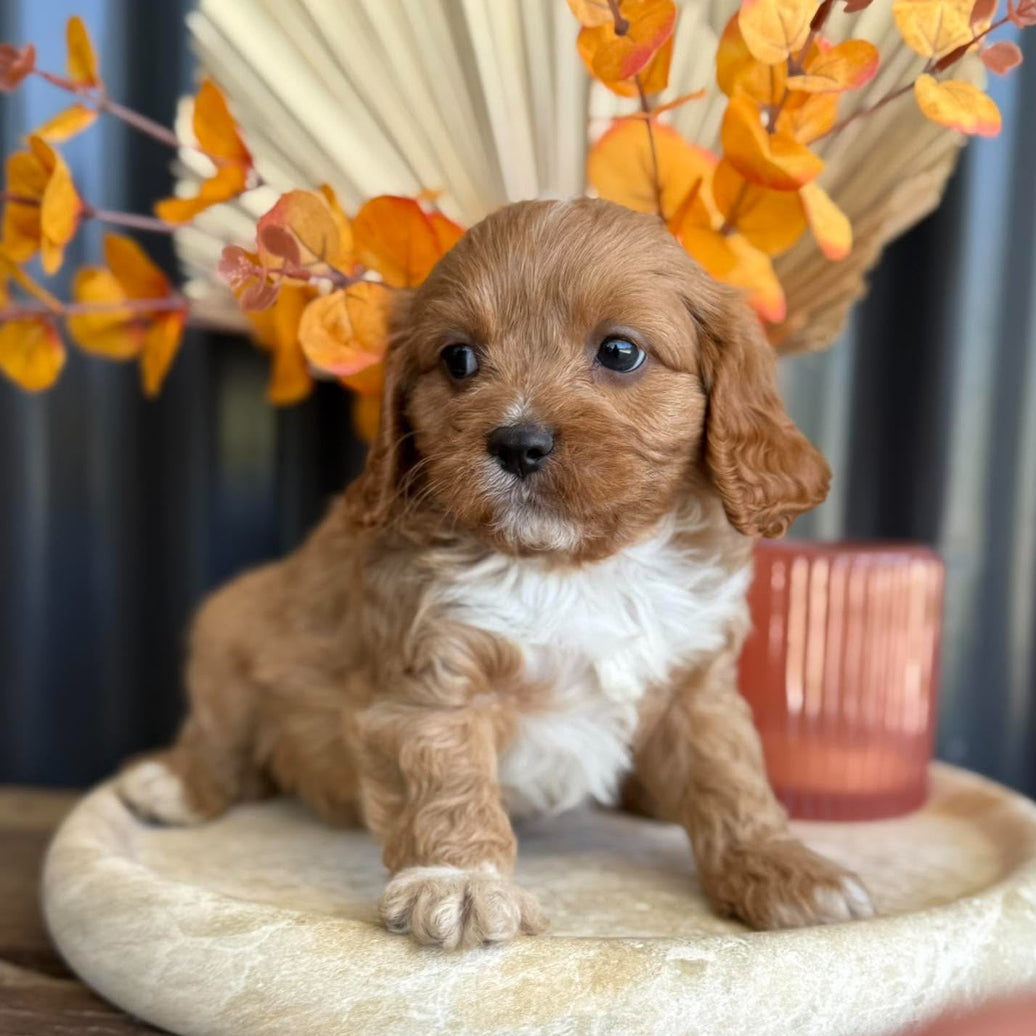 BINGLEY - Male Toy Cavoodle - Ready 11th Nov