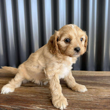Load image into Gallery viewer, BISCUIT - Female Toy Cavoodle - Ready 19th Sept