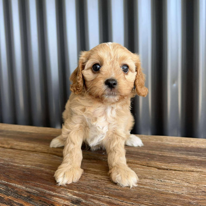BISCUIT - Female Toy Cavoodle - Ready 19th Sept