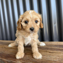 Load image into Gallery viewer, BISCUIT - Female Toy Cavoodle - Ready 19th Sept
